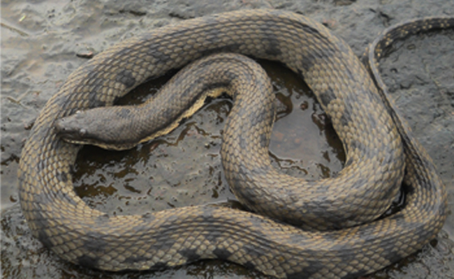 Top 10 Non-Venomous Snakes In India - Sakshi11