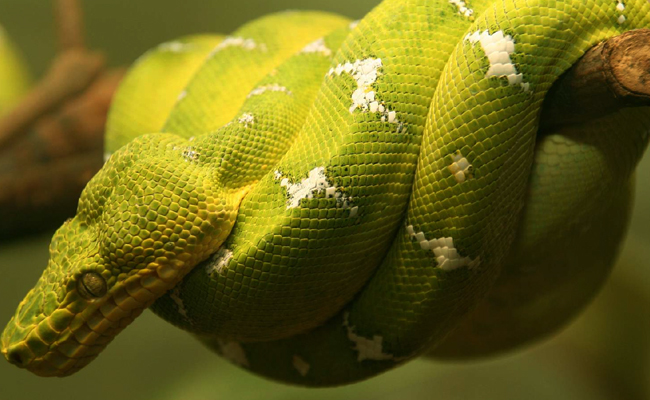 Top 10 Non-Venomous Snakes In The World - Sakshi8