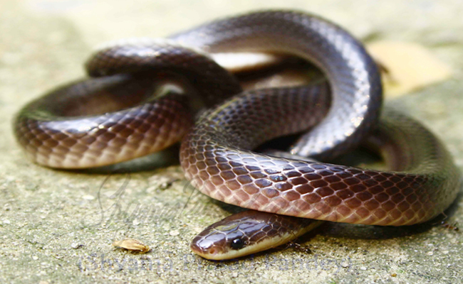 Top 10 Venomous Snakes In India - Sakshi3