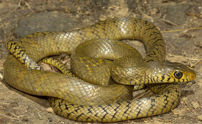 Top 10 Non-Venomous Snakes In India - Sakshi2