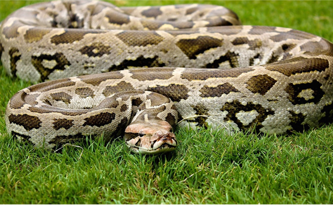 Top 10 Non-Venomous Snakes In India - Sakshi4