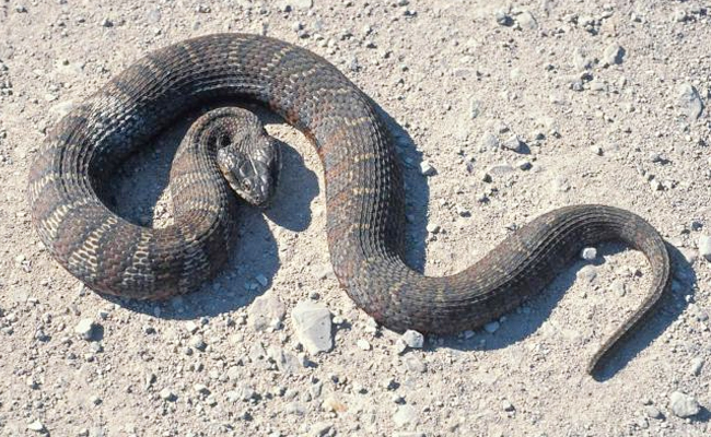 Top 10 Non-Venomous Snakes In The World - Sakshi11