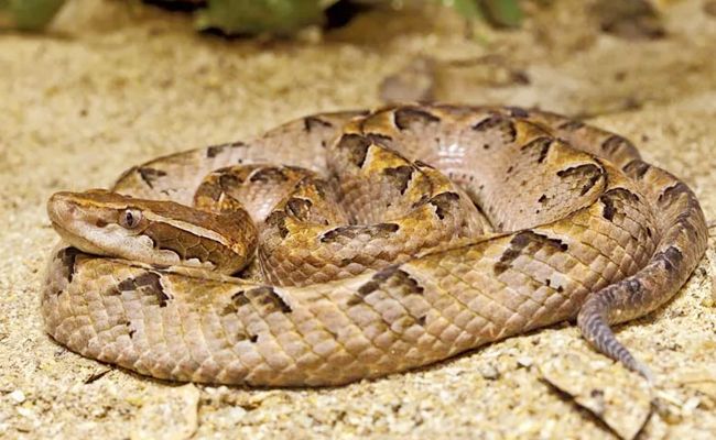 Top 10 Venomous Snakes In India - Sakshi7