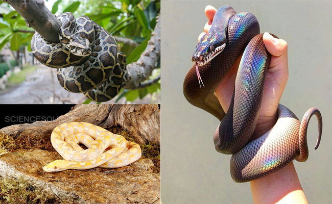 Top 10 Non-Venomous Snakes In The World - Sakshi3