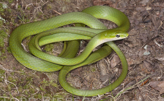 Top 10 Non-Venomous Snakes In The World - Sakshi7