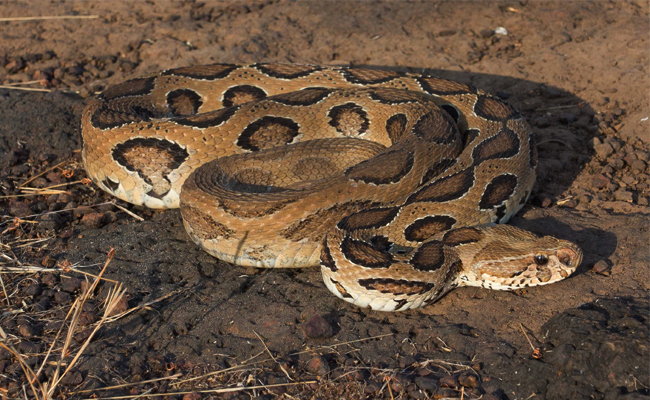 Top 10 Venomous Snakes In India - Sakshi4