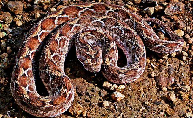 Top 10 Venomous Snakes In India - Sakshi5