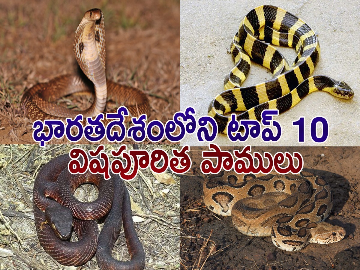 Top 10 Venomous Snakes In India - Sakshi1