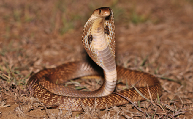 Top 10 Venomous Snakes In India - Sakshi6