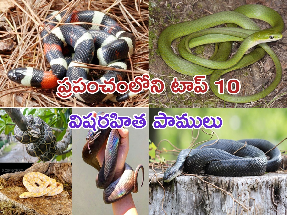 Top 10 Non-Venomous Snakes In The World - Sakshi1