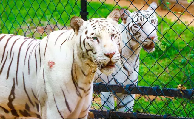 Top 10 Zoological Parks In The World - Sakshi3