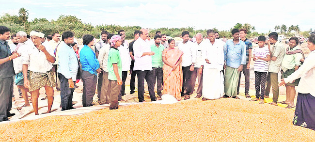 తోట్లవల్లూరులో ధాన్యం రాశిని పరిశీలిస్తున్న ఎమ్మెల్యే కై లే అనిల్‌కుమార్‌1