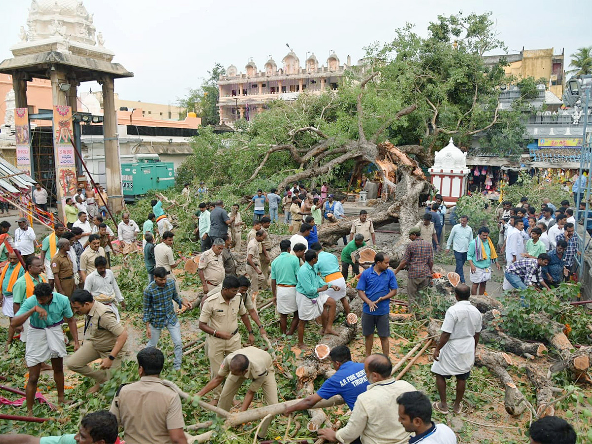 Devotee killed After Tree Fell On Him At Tirupati Govindaraja Swamy temple - Sakshi13