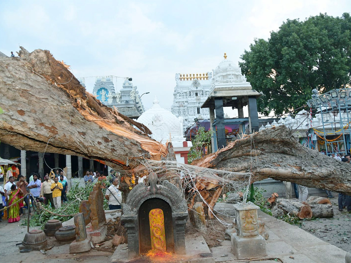 Devotee killed After Tree Fell On Him At Tirupati Govindaraja Swamy temple - Sakshi14