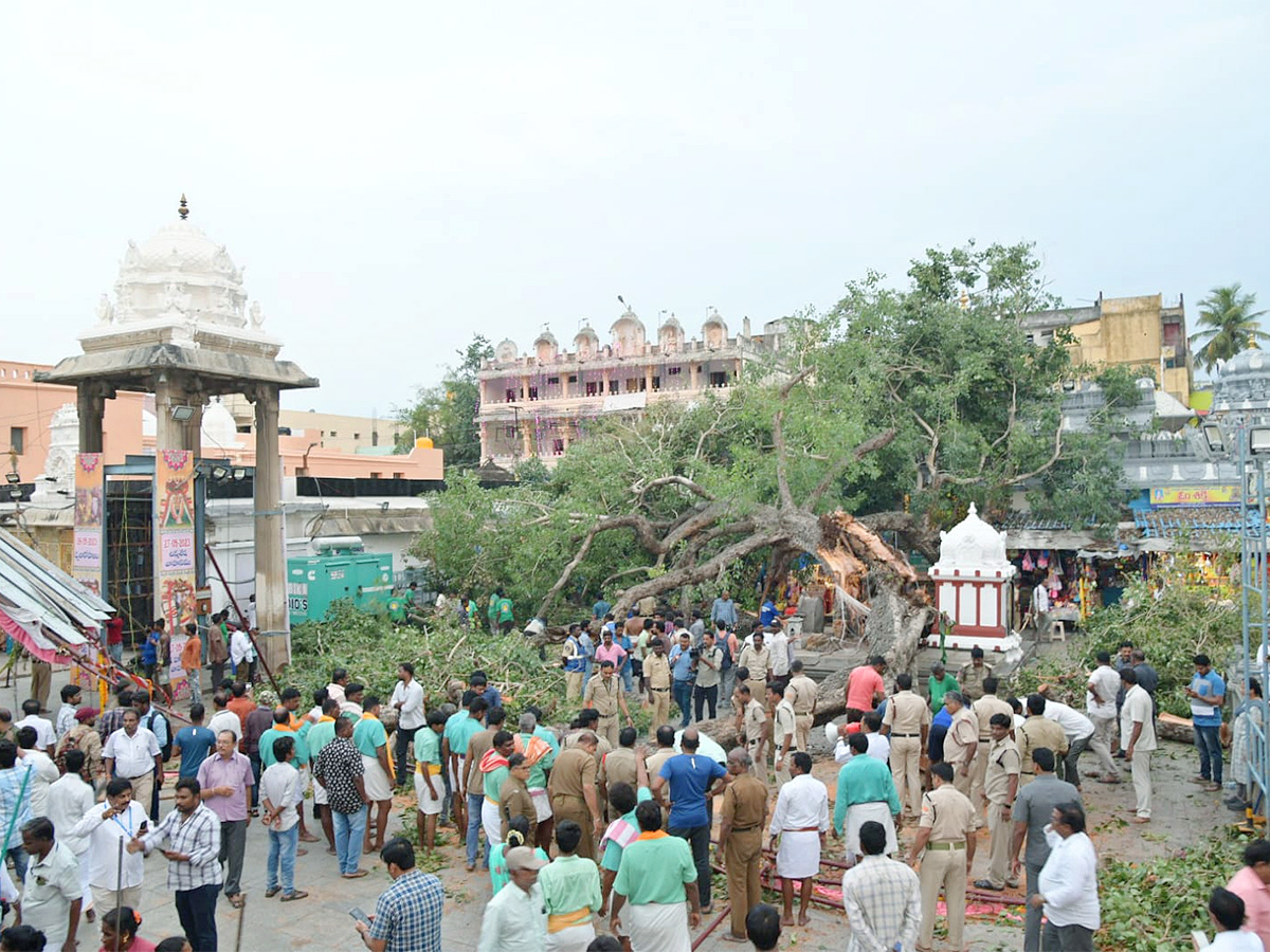 Devotee killed After Tree Fell On Him At Tirupati Govindaraja Swamy temple - Sakshi18