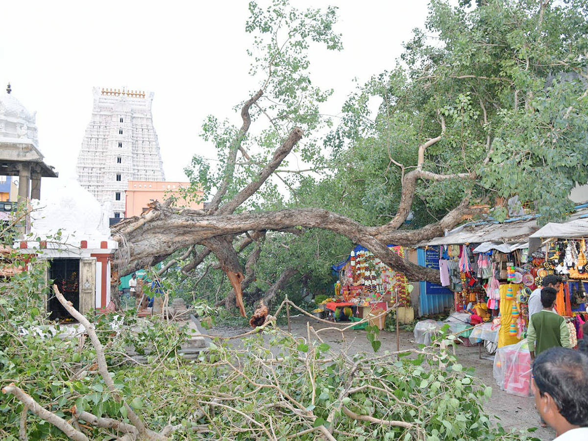 Devotee killed After Tree Fell On Him At Tirupati Govindaraja Swamy temple - Sakshi19