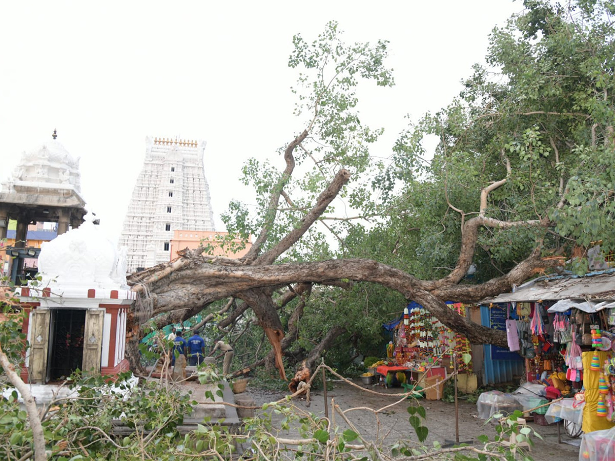 Devotee killed After Tree Fell On Him At Tirupati Govindaraja Swamy temple - Sakshi20