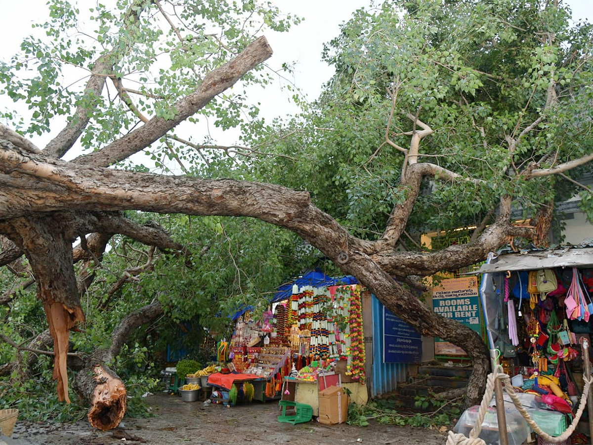 Devotee killed After Tree Fell On Him At Tirupati Govindaraja Swamy temple - Sakshi21