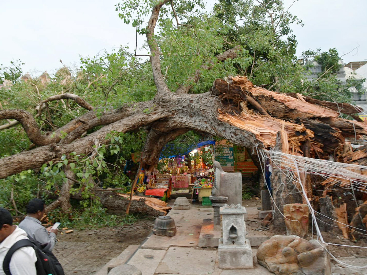 Devotee killed After Tree Fell On Him At Tirupati Govindaraja Swamy temple - Sakshi22