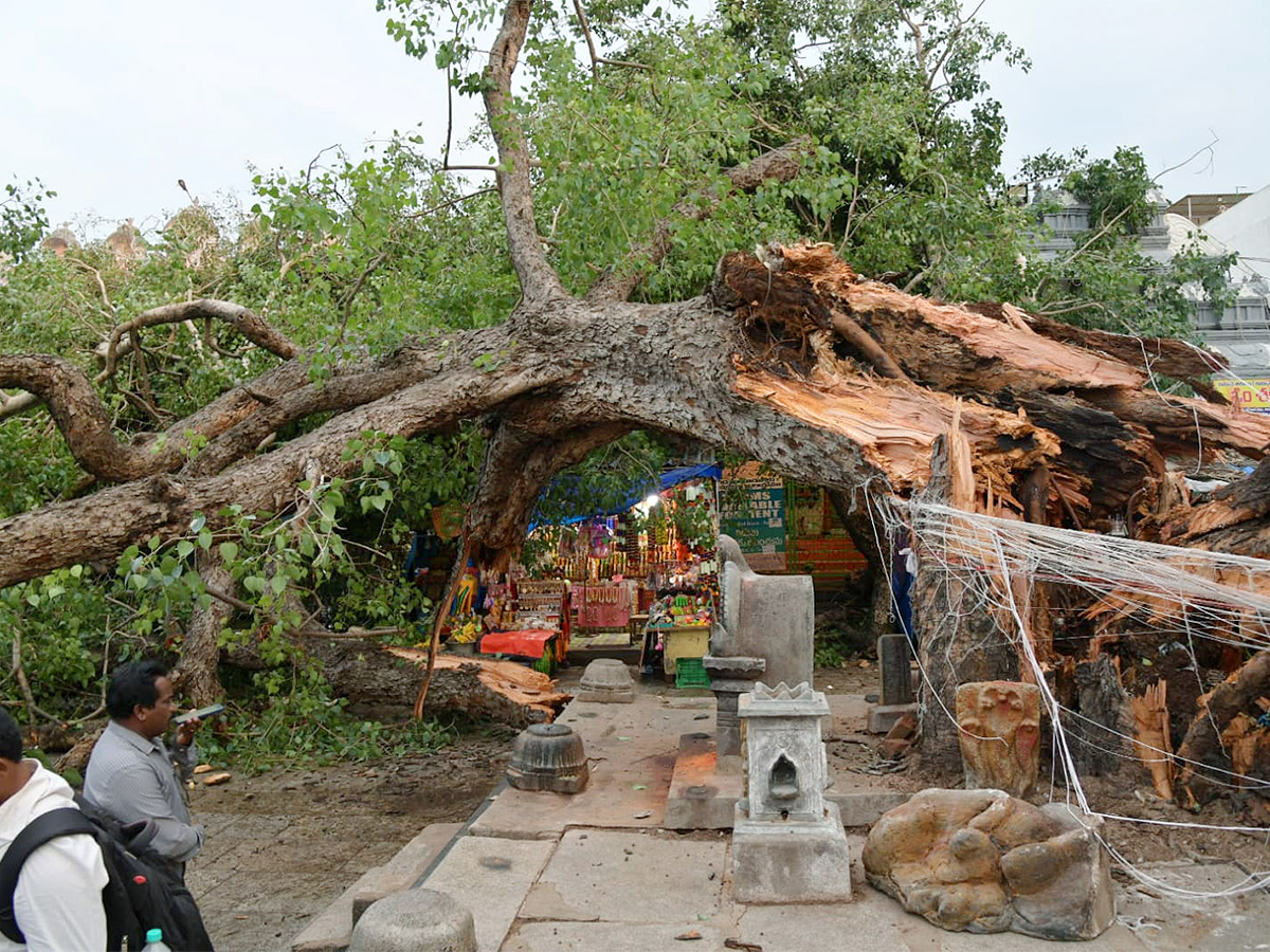 Devotee killed After Tree Fell On Him At Tirupati Govindaraja Swamy temple - Sakshi26