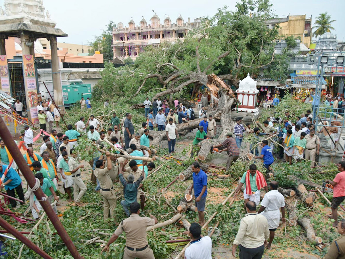 Devotee killed After Tree Fell On Him At Tirupati Govindaraja Swamy temple - Sakshi31