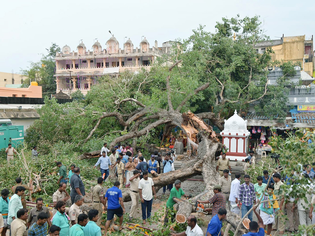 Devotee killed After Tree Fell On Him At Tirupati Govindaraja Swamy temple - Sakshi32