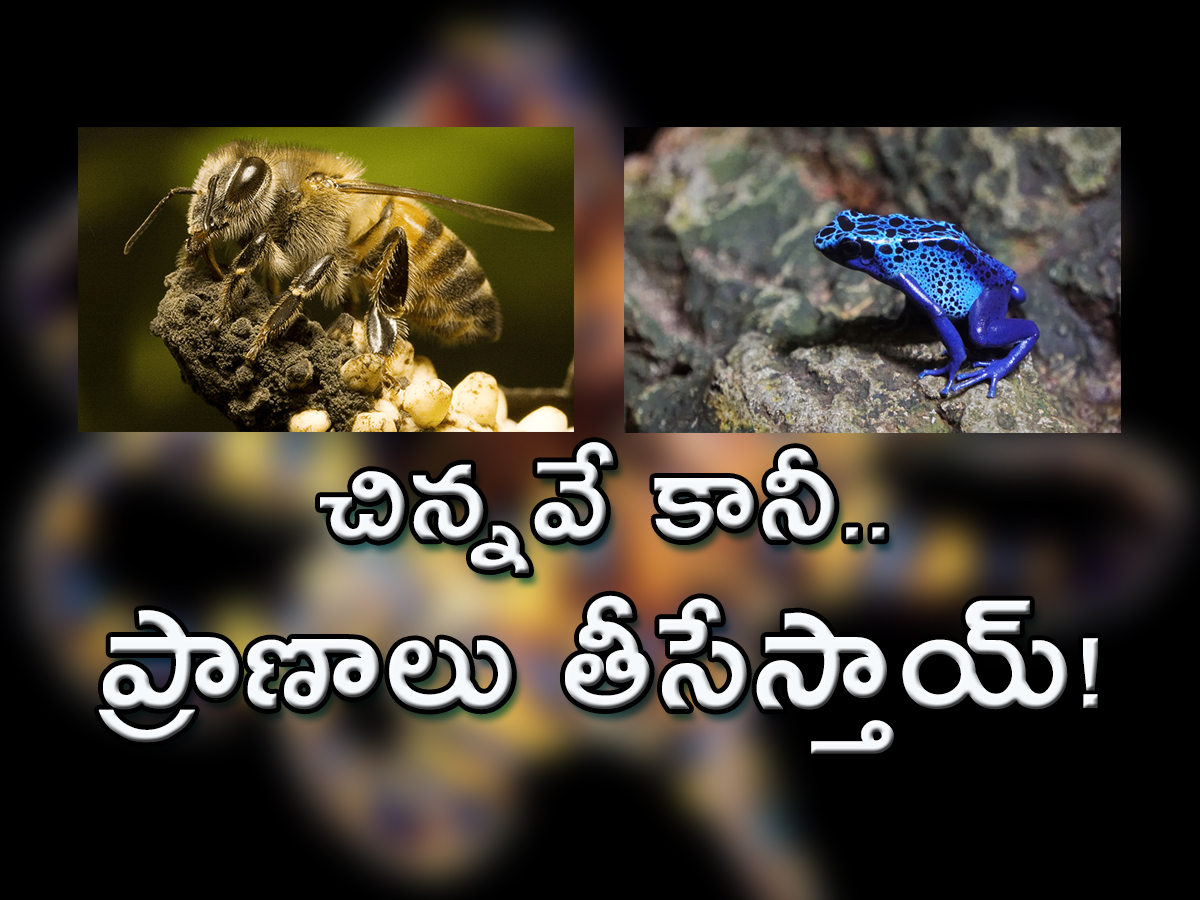 Top 10 Tiny But Deadly Creatures - Sakshi1