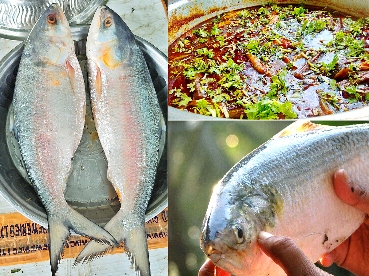 Godavari Special Pulasa fish Pics - Sakshi1