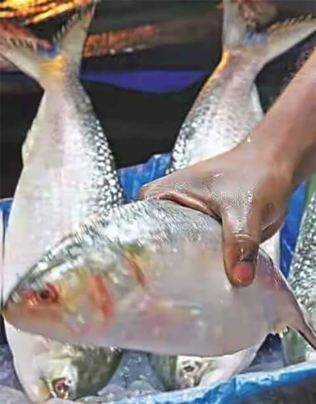 Godavari Special Pulasa fish Pics - Sakshi10