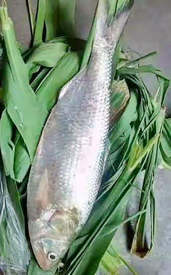 Godavari Special Pulasa fish Pics - Sakshi12