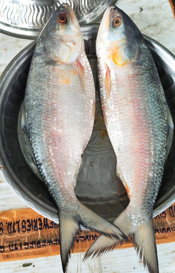 Godavari Special Pulasa fish Pics - Sakshi4