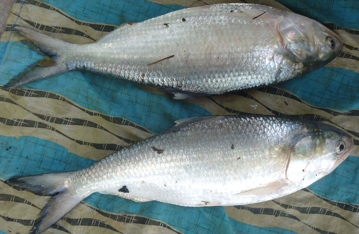 Godavari Special Pulasa fish Pics - Sakshi5