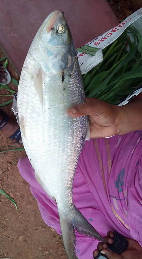 Godavari Special Pulasa fish Pics - Sakshi6