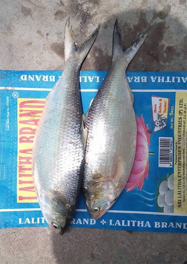 Godavari Special Pulasa fish Pics - Sakshi7