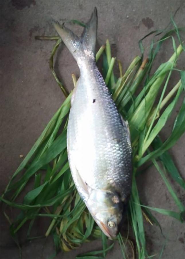 Godavari Special Pulasa fish Pics - Sakshi8