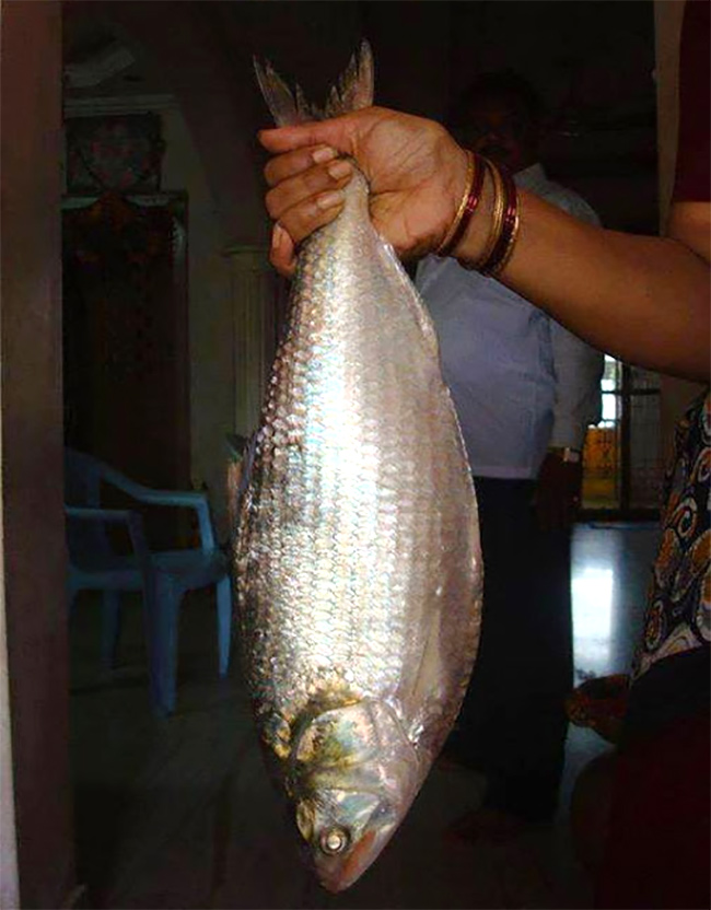 Godavari Special Pulasa fish Pics - Sakshi9