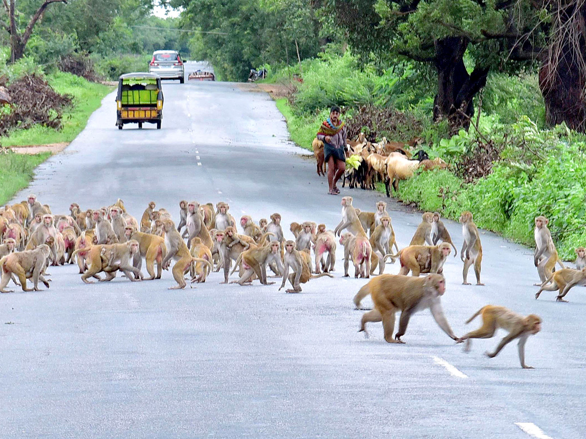 Best Photos of The Week in AP and Telangana Photo Gallery - Sakshi17