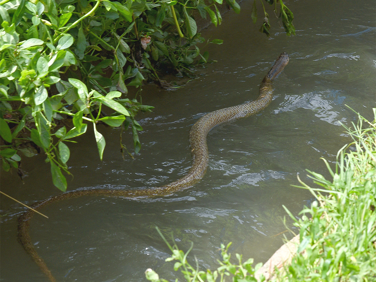 Photos Of Flood Water In Warangal Due To Heavy Rains - Sakshi49