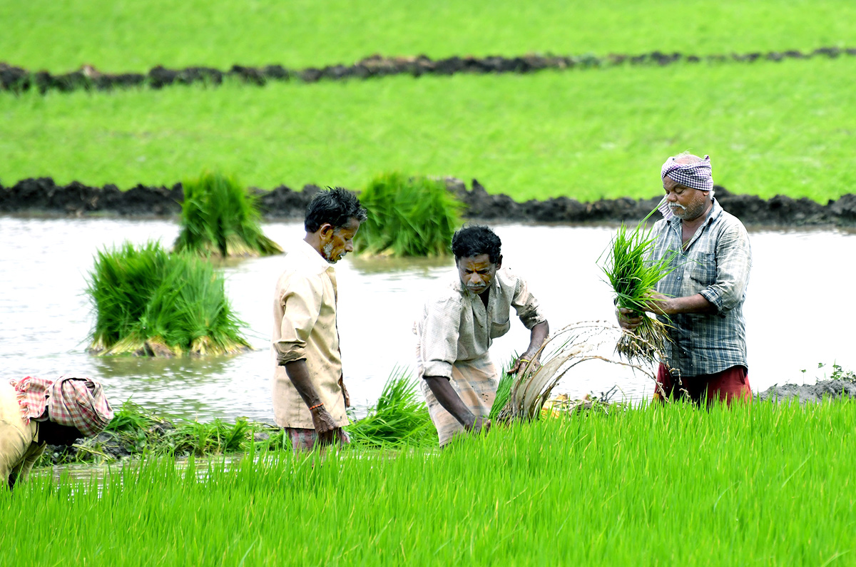 AP: Monsoon Rain Brings Cheer For Paddy Farmers - Sakshi1