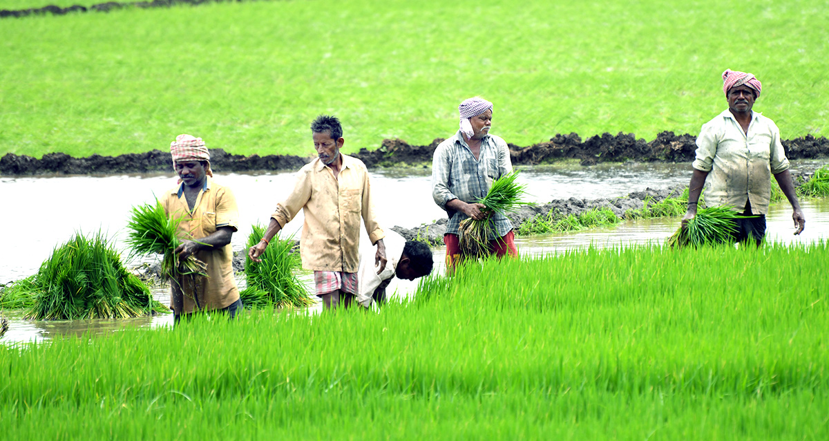 AP: Monsoon Rain Brings Cheer For Paddy Farmers - Sakshi10