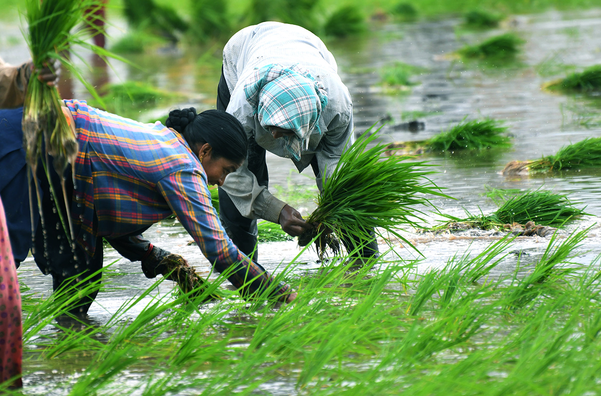 AP: Monsoon Rain Brings Cheer For Paddy Farmers - Sakshi11