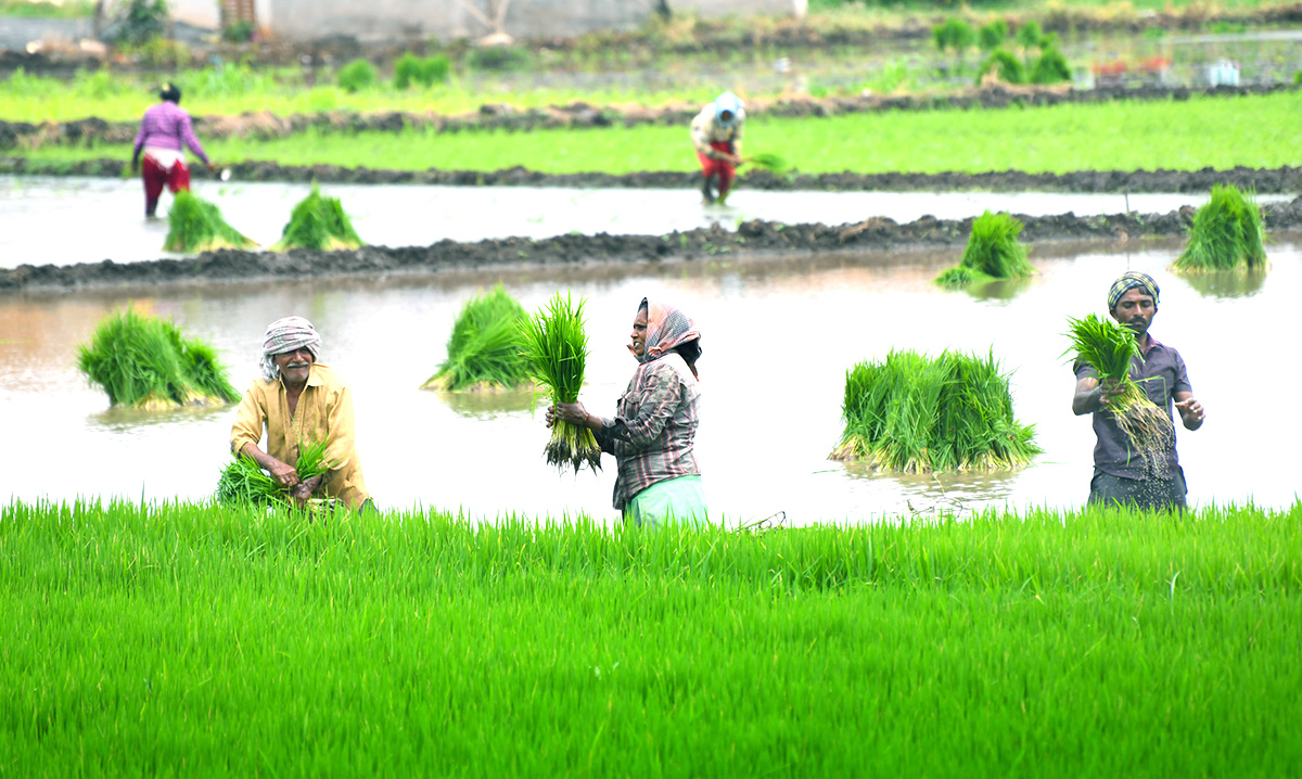 AP: Monsoon Rain Brings Cheer For Paddy Farmers - Sakshi12