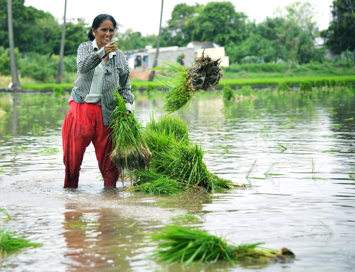 AP: Monsoon Rain Brings Cheer For Paddy Farmers - Sakshi2