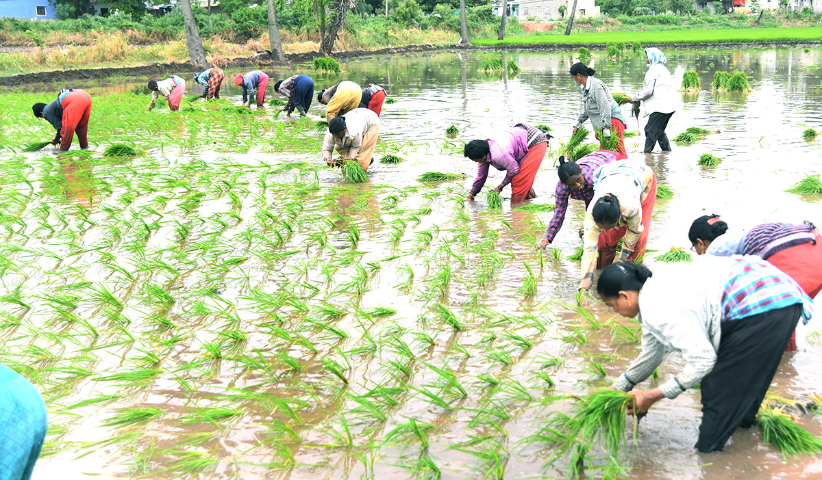 AP: Monsoon Rain Brings Cheer For Paddy Farmers - Sakshi3