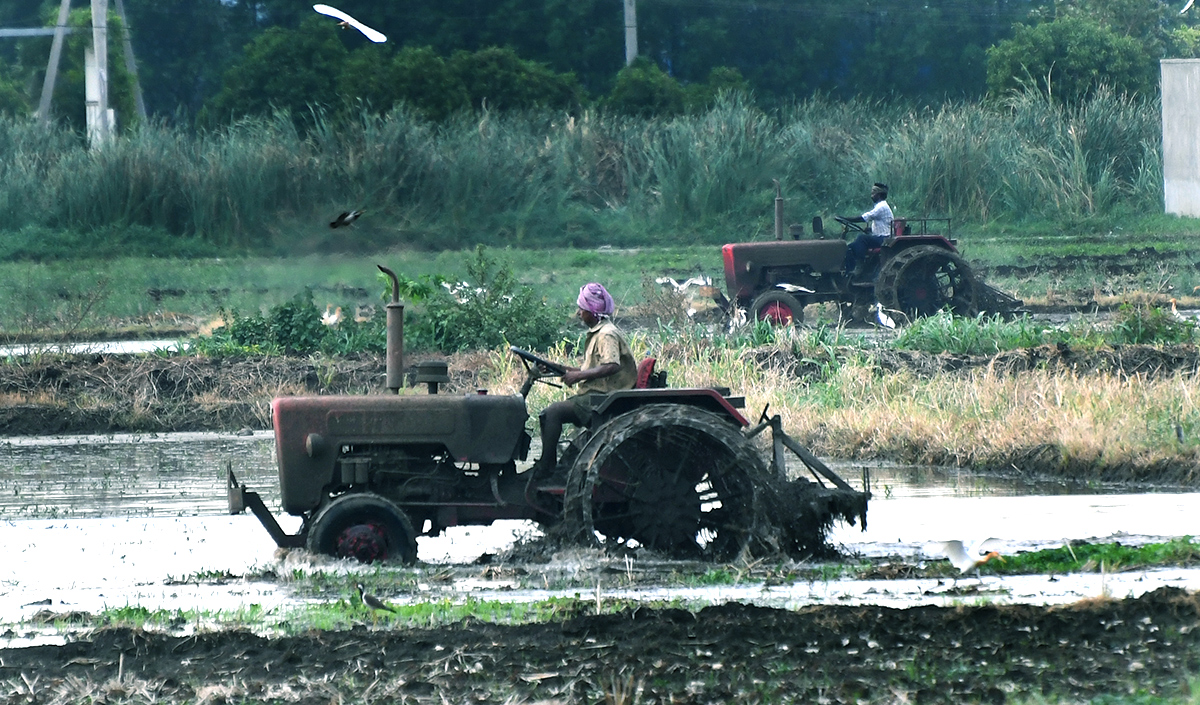 AP: Monsoon Rain Brings Cheer For Paddy Farmers - Sakshi4