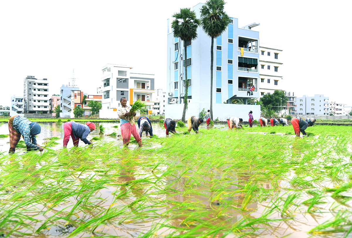 AP: Monsoon Rain Brings Cheer For Paddy Farmers - Sakshi5