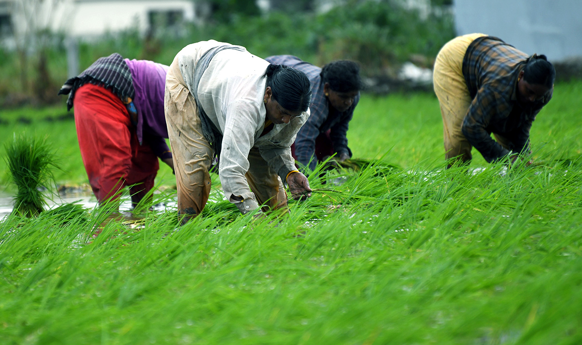 AP: Monsoon Rain Brings Cheer For Paddy Farmers - Sakshi6