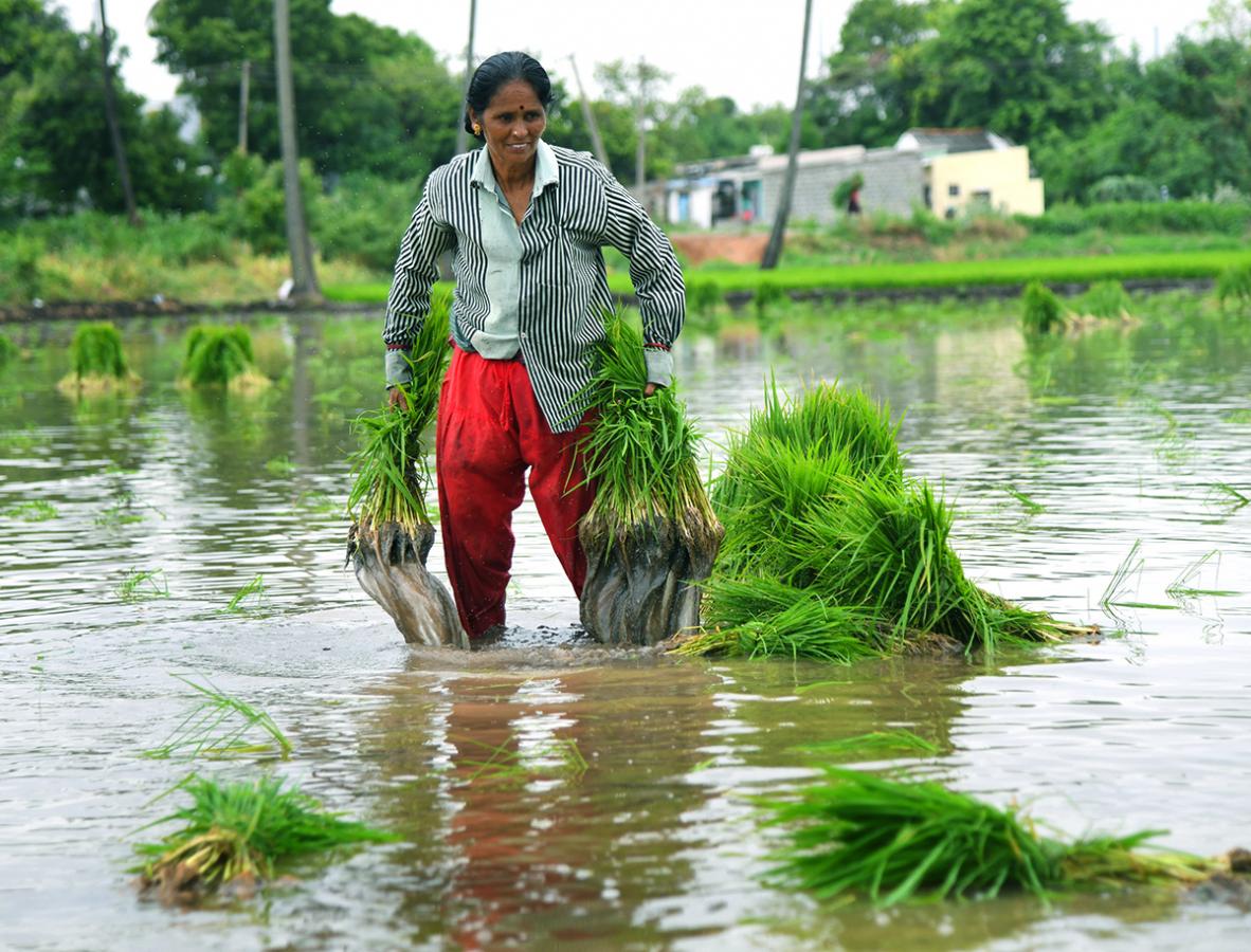 AP: Monsoon Rain Brings Cheer For Paddy Farmers - Sakshi7