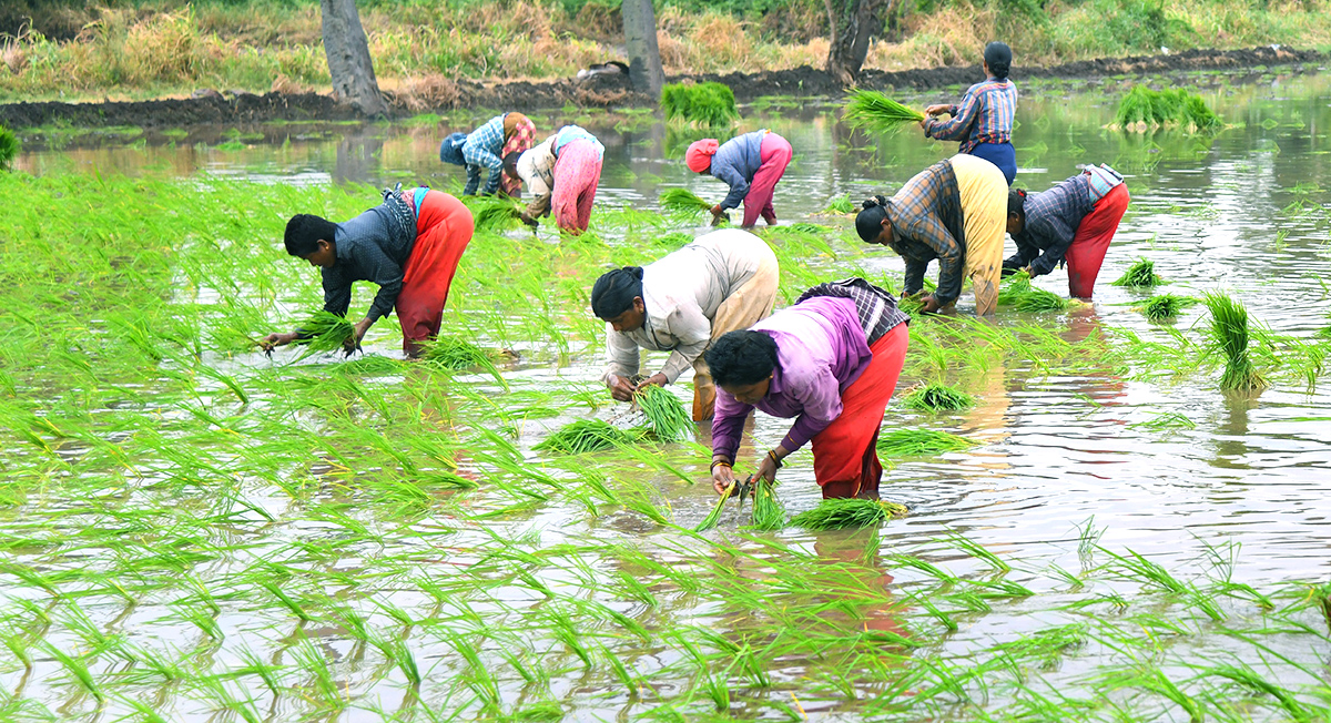 AP: Monsoon Rain Brings Cheer For Paddy Farmers - Sakshi8