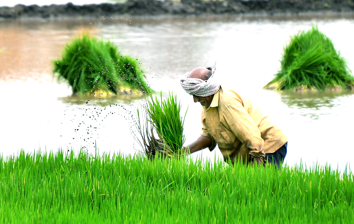 AP: Monsoon Rain Brings Cheer For Paddy Farmers - Sakshi9